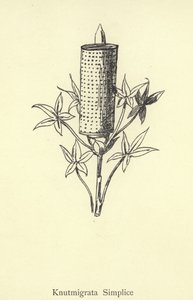 Knutmigrata Simplice da Edward Lear